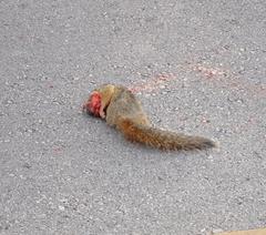 Sciurus niger