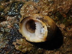 Nerita chamaeleon