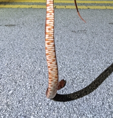 Nerodia fasciata × clarkii