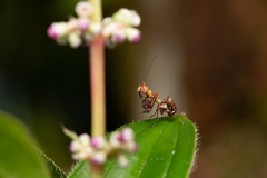 Callibia diana