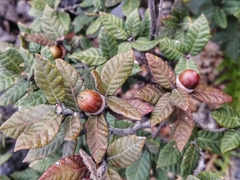 Quercus miquihuanensis
