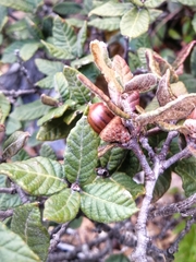 Quercus miquihuanensis