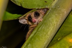 Cercartetus caudatus
