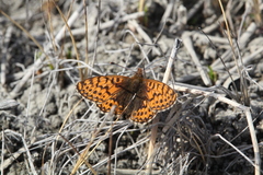 Boloria freija