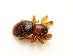 Pelicinus
