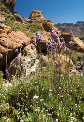 Erysimum scoparium