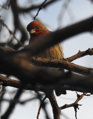 Haemorhous mexicanus