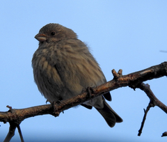 Haemorhous mexicanus