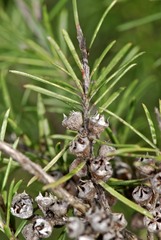 Kunzea linearis