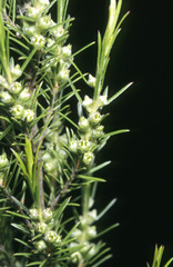 Kunzea linearis