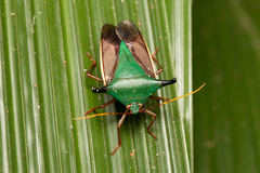Edessa elaphus