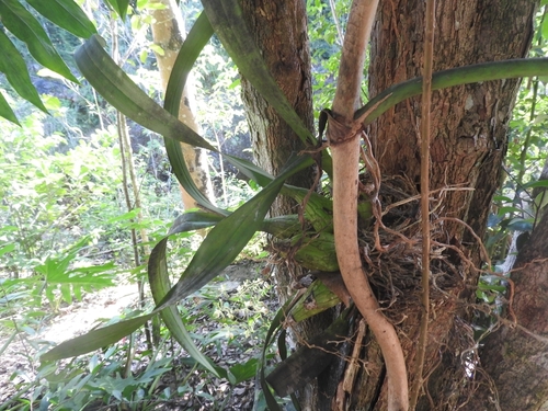 Image of Encyclia alata by (c) Sebastián de Jesús Herrera Buenfil, some rights reserved (CC BY)