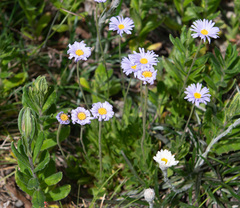 Brachyscome foliosa
