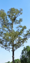 Quercus resinosa
