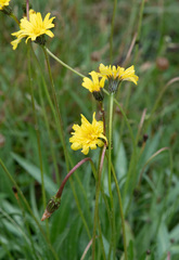 Microseris lanceolata