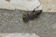 Cymatodera dietrichi