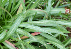 Microseris lanceolata