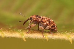Storeus albosignatus