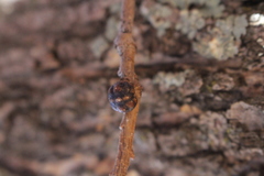 Kermesidae