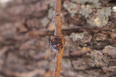 Kermesidae