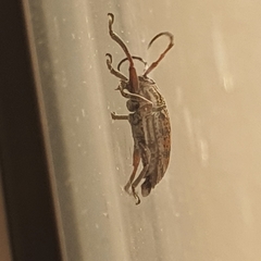 Insecta