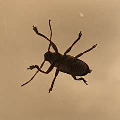 Insecta