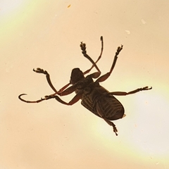 Insecta