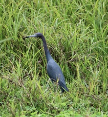 Egretta caerulea