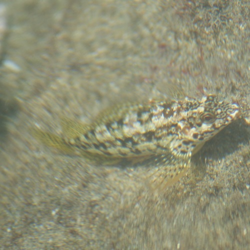 Glossy blenny (Malacoctenus zonifer) — Labrisomidae — 5
