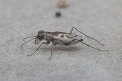 Cylindera suturalis
