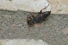 Cymatodera dietrichi