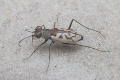 Cylindera suturalis