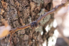 Kermesidae