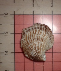Isognomon perna