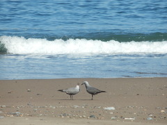 Leucophaeus modestus