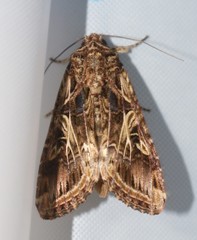 Spodoptera cosmioides