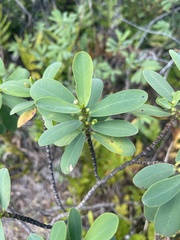 Euphorbia celastroides