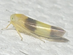 Alebra bicincta