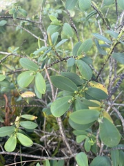 Euphorbia celastroides