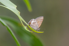 Theclinesthes miskini