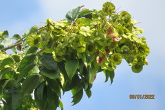 Pterocarpus marsupium