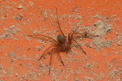 Loxosceles amazonica