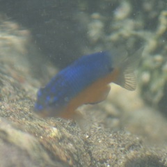 Microspathodon bairdii