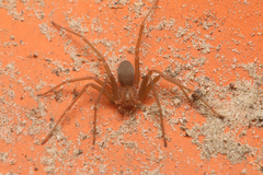 Loxosceles amazonica
