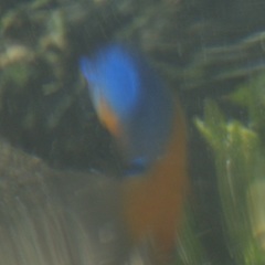 Microspathodon bairdii