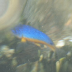 Microspathodon bairdii