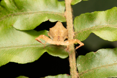 Epicadus taczanowskii