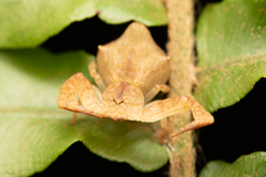 Epicadus taczanowskii