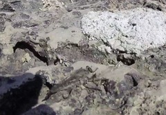 Promachus consanguineus