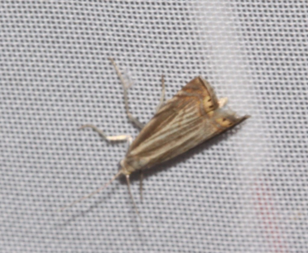 Topiary Grassveneer from Québec, Canada on July 22, 2021 at 1100 PM